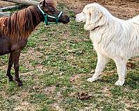 champagne-amha-amhr-filly