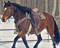 star-horse