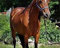 bay-star-horse
