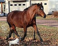 morgan-horse