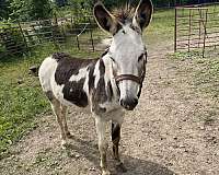 donkey-stallion