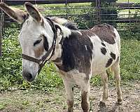 donkey-for-sale