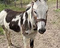 donkey