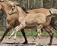 dunskin-classical-horse