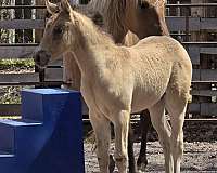 dunskin-western-dressage-horse