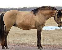 dunskin-working-equitation-horse