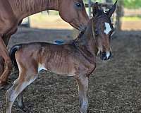 bay-star-horse