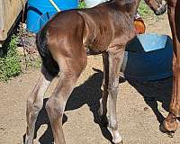 all-around-andalusian-horse
