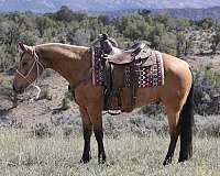 all-around-quarter-horse