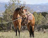 athletic-quarter-horse