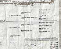 flashy-quarter-horse