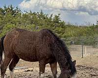 gelding-curly-horse