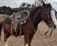 bay-3-stockings-1-knee-marking-horse