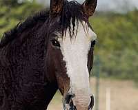 3-stockings-1-knee-marking-horse