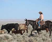 driving-mule