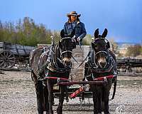 finished-mule