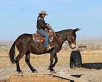 husband-safe-mule