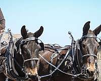 kid-safe-mule