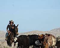 ranch-work-mule