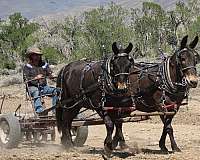 team-driving-mule