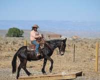 trail-mule