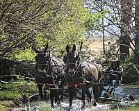 trail-riding-mule