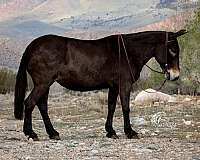 trained-mule