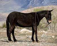 western-riding-mule