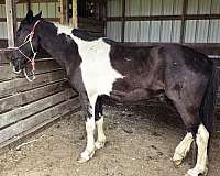 show-mule-paint-horse