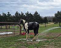 black-white-mule-paint-gelding-mare