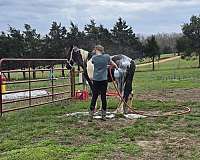 black-white-mule-paint-horses-for-sale