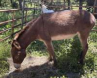 white-muzzle-underbelly-horse