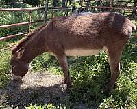 brown-white-muzzle-underbelly-horse