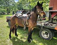 star-on-forehead-horse