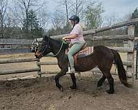 bay-star-on-forehead-horse