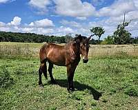 draft-percheron-horse