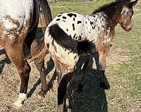 bayblack-spotted-near-leopard-with-lots-of-white-horse