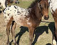 bay-bayblack-spotted-near-leopard-with-lots-of-white-horse