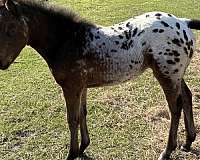 speed-appaloosa-horse