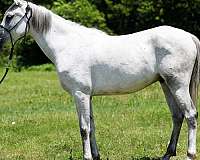 budget-friendly-arabian-horse