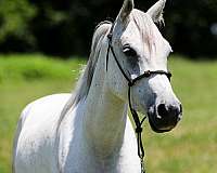 budget-friendly-horse