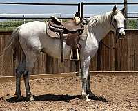 budget-friendly-gelding