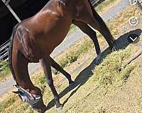 thoroughbred-gelding
