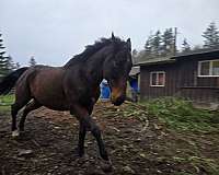 thoroughbred-horse