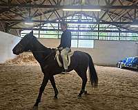 thoroughbred-horse-for-sale