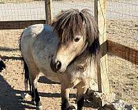 miniature-horse-for-sale