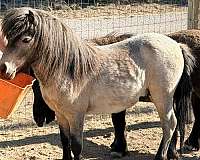 miniature-horse