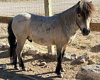 miniature-stallion