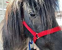 miniature-horse