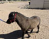 miniature-gelding